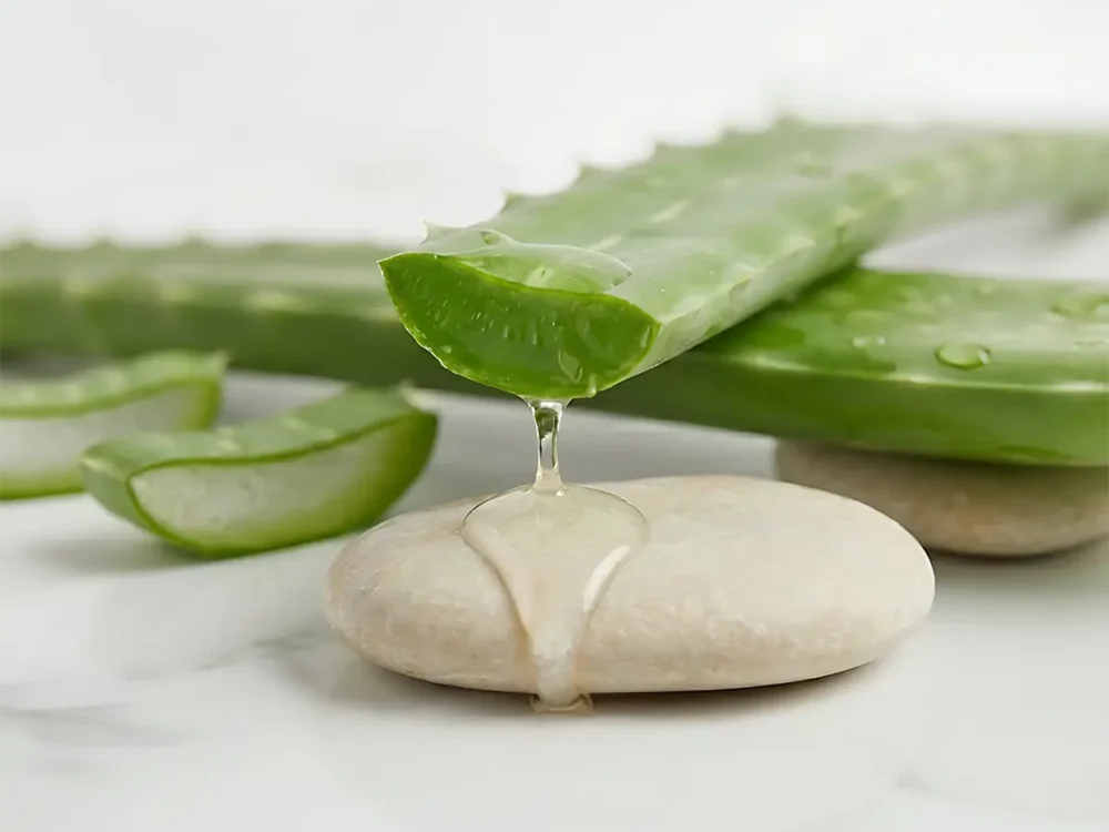 La Magie de l’Aloe Vera : Pourquoi c’est la star de Winslais